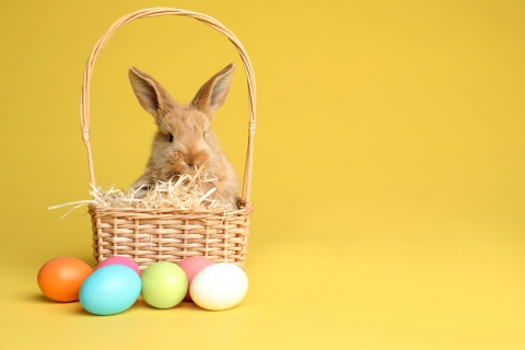 bunnybasket