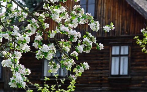 springtree
